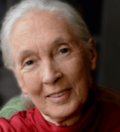 Dra. Jane Goodall é conhecida por seu trabalho inovador em primatologia e pesquisa de comportamento animal. Ela dedicou sua vida ao estudo dos chimpanzés na natureza, observando suas estruturas sociais e